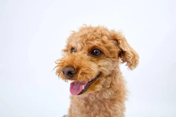  chiweenie chihuahua poodle mix Caring for Your Chiweenie: Grooming, Health, and Nutrition