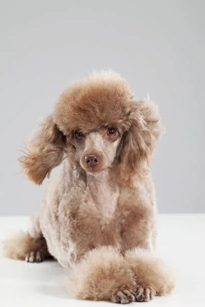 chiweenie chihuahua poodle mix Raise Enticing