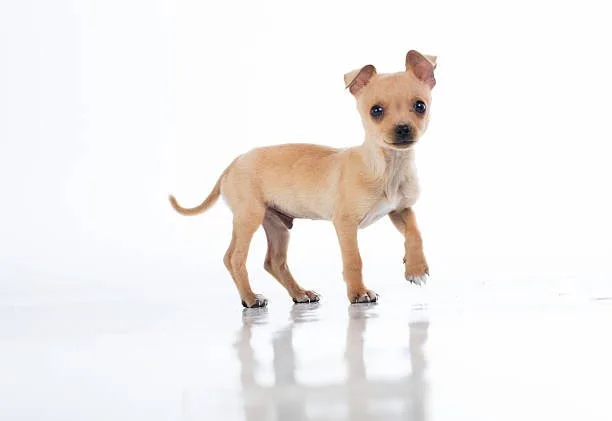 chocolate lab chihuahua mix Health and Behavioral Traits of the Chocolate Lab Crossbreed