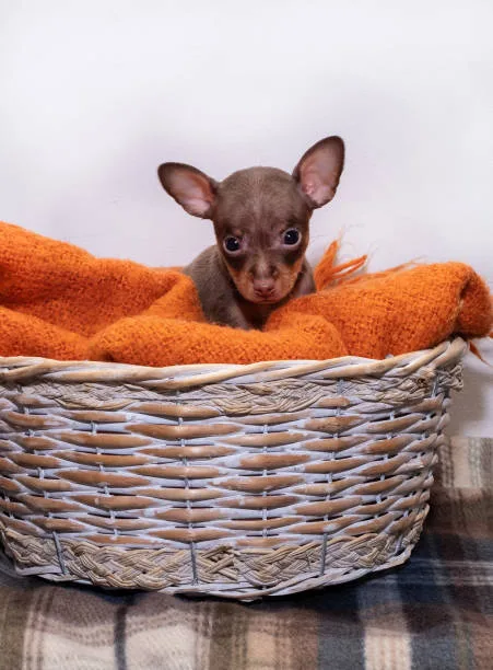 chorkie chihuahua yorkie mix Order Tasty