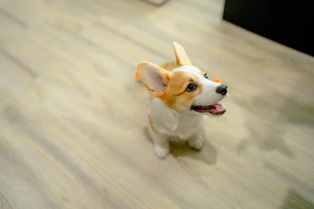  corgi and chihuahua mix puppies Raise Satisfying