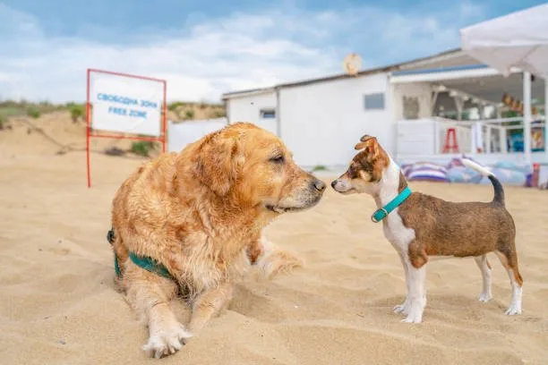  corgi and chihuahua mix puppies Indulge Satisfying