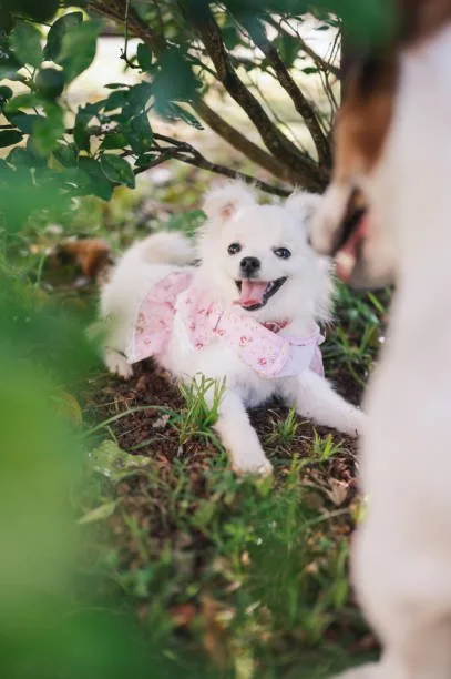  corgi and chihuahua mix puppies Chill Frosty