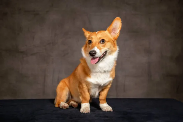  corgi and chihuahua mix puppies Chill Colorful