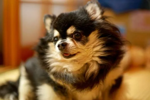  corgi chihuahua mix lifespan Discover Enticing