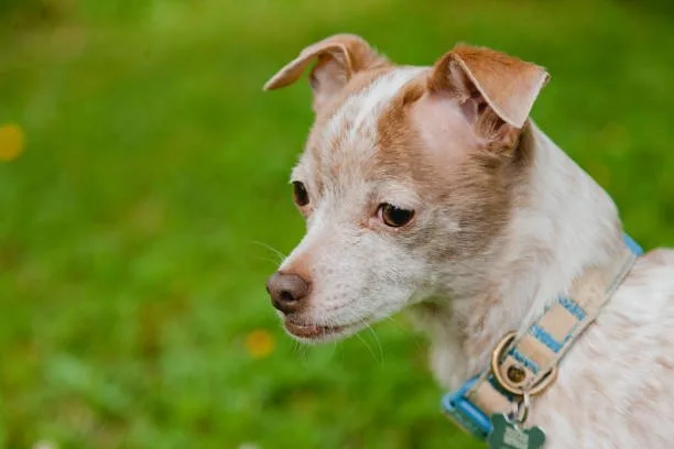  corgi chihuahua mix lifespan Delight Mouthwatering