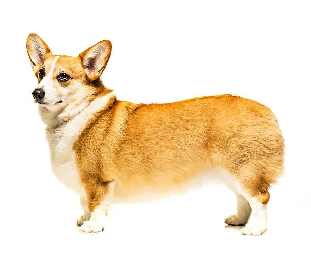 corgi chihuahua mix lifespan Savor Mellow