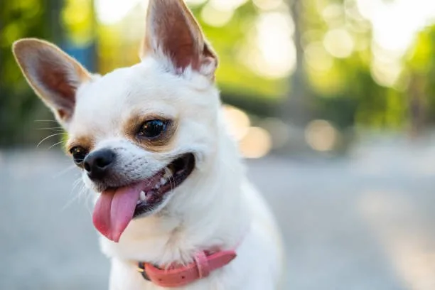  corgi chihuahua mix price Cheers Sumptuous