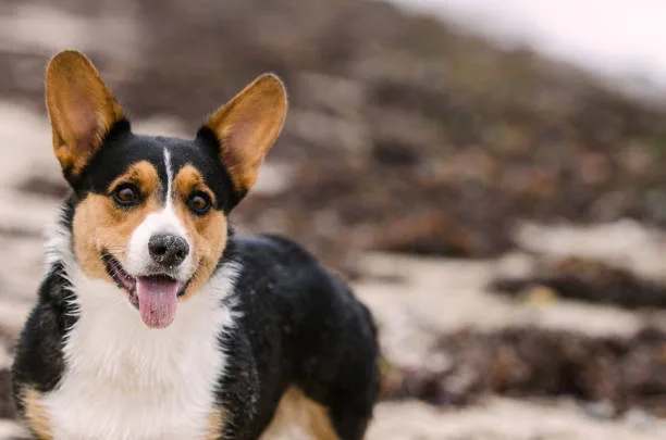  corgi chihuahua mix price Indulge Enticing