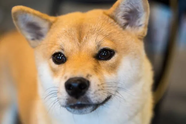  corgi chihuahua mix price Relish Smooth