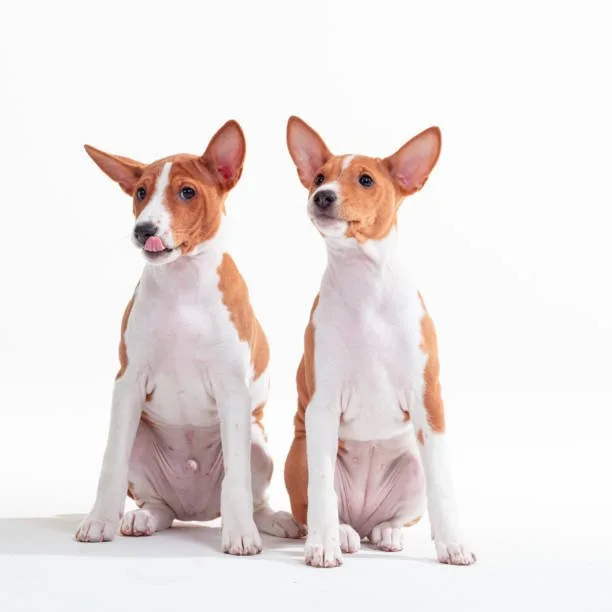  corgi chihuahua mix price Imbibe Seductive