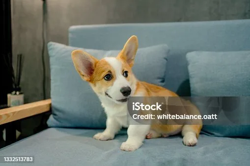  corgi chihuahua mix price Quench Enticing