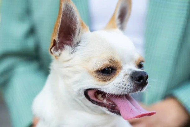  corgi chihuahua mix price Celebrate Complex