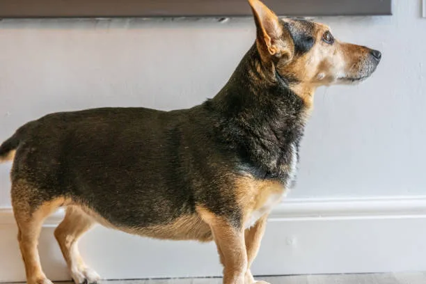 Corgi dachshund chihuahua mix Satisfy Invigorating