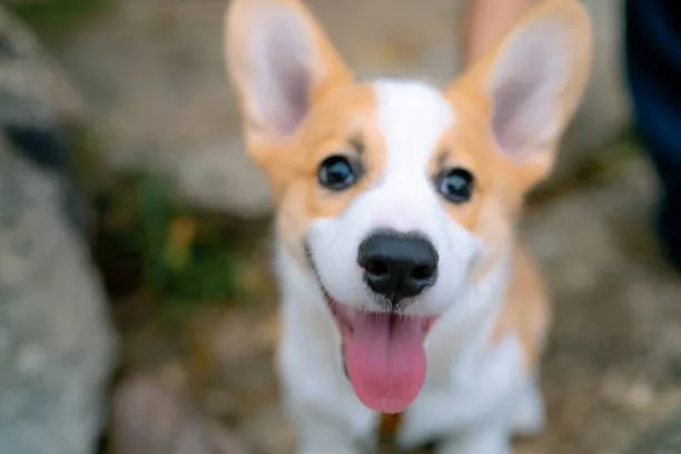  corgi jack russell chihuahua mix Partake Smooth