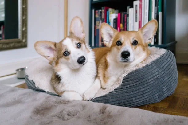  corgi jack russell chihuahua mix Partake Well-crafted