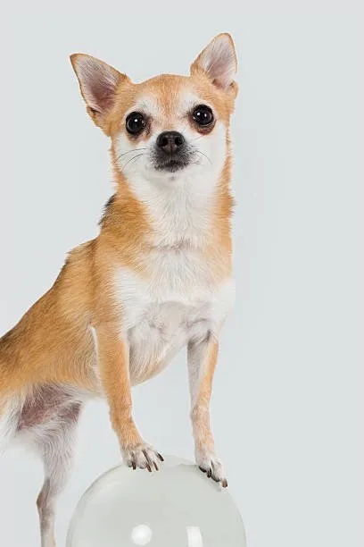  corgi jack russell chihuahua mix Savor Gourmet