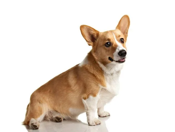  corgi mix chihuahua Imbibe Complex