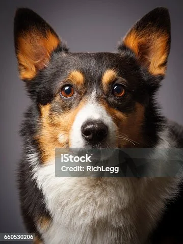  corgi mix chihuahua Sample Tasty