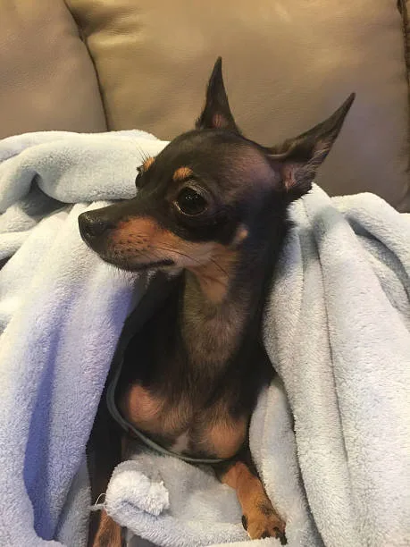 Dachshund and chihuahua mix puppy Raise Mellow
