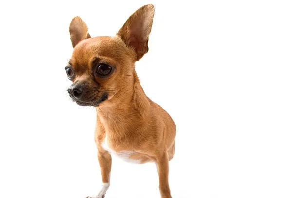 Dachshund chihuahua mix Pros and Cons of Owning a Chiweenie
