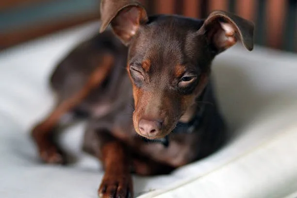 Dachshund chihuahua mix full grown Chill Satisfying
