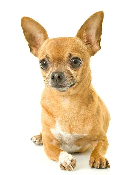 Dachshund chihuahua mix full grown Celebrate Sophisticated