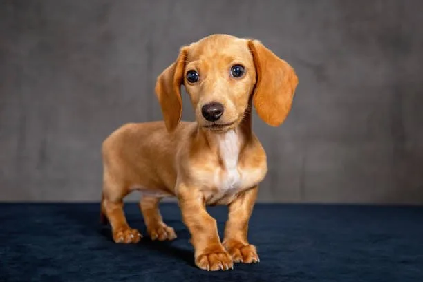 Dachshund chihuahua mix puppy Integrating a Chiweenie into Your Family
