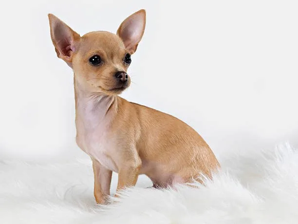 Dachshund long haired chihuahua mix Indulge Delicious