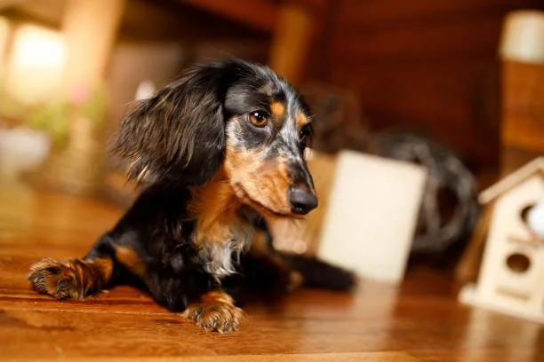 Dachshund long haired chihuahua mix Chill Chilled