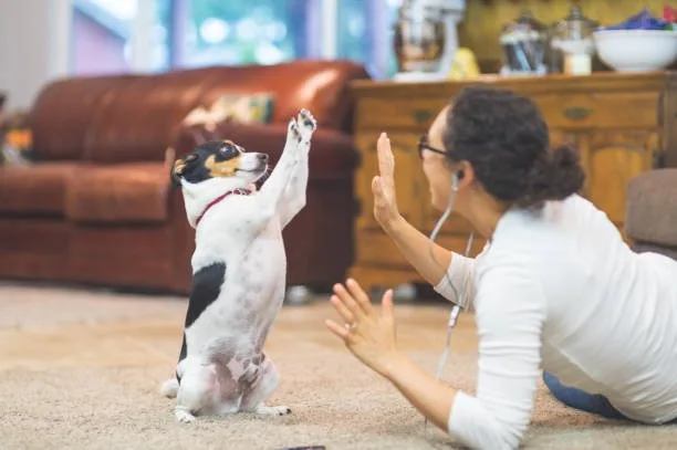 Dachshund mixed with chihuahua Explore Well-crafted