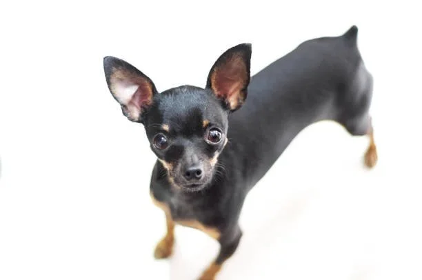  dog breeds chihuahua mix The Joy of Owning a Chihuahua Mix