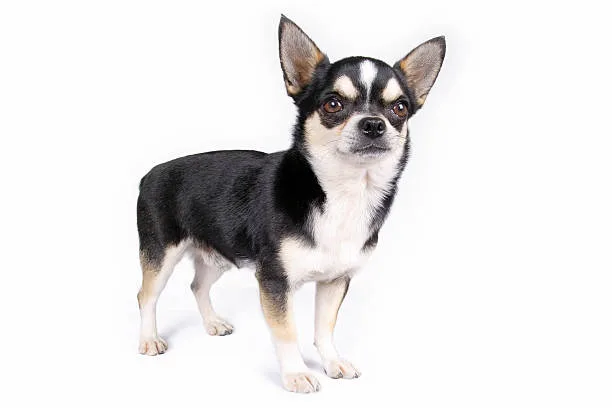 dogs pug chihuahua mix Quench Smooth