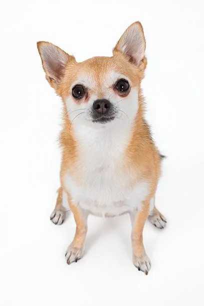 dogs pug chihuahua mix Chill Delicious