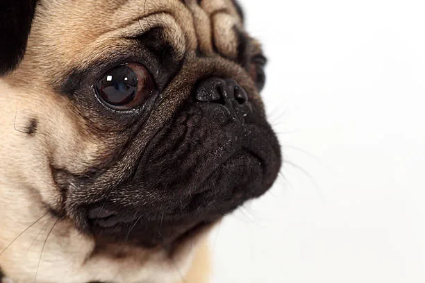 dogs pug chihuahua mix Delight Refreshing