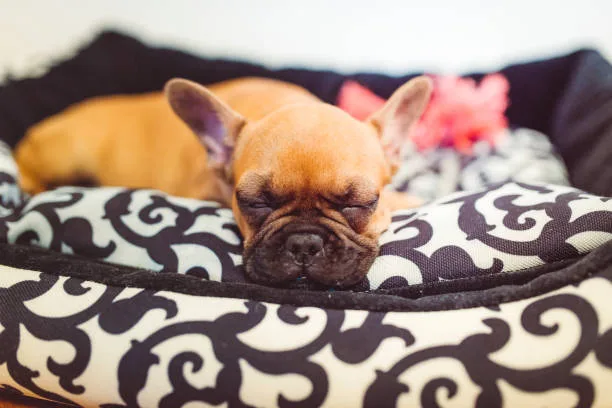  french bulldog and chihuahua mix Grooming Needs