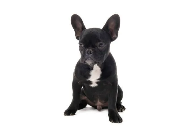  french bulldog and chihuahua mix Adoption and Ownership of Mixed Breed Dogs
