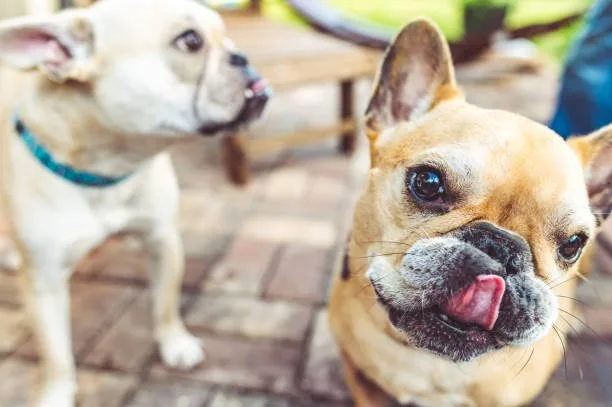  french bulldog and chihuahua mix Health and Lifespan