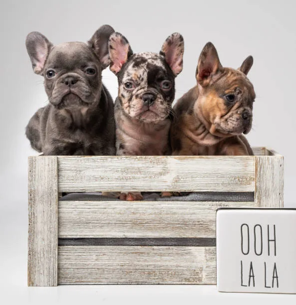 french bulldog and chihuahua mix puppies Grooming and Care