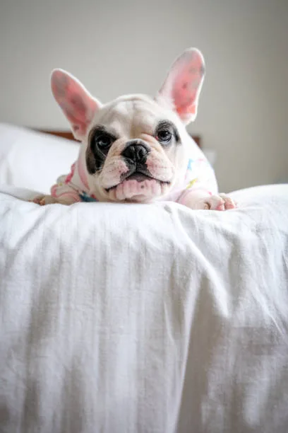 french bulldog and chihuahua mix puppies Behavioral Traits and Socialization in Mixed Breed Dogs