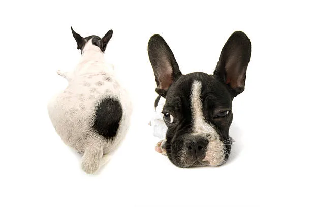 french bulldog and chihuahua mix puppies The Reality of Living with Apartment-Friendly Mixed Breeds