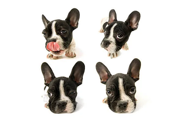 french bulldog and chihuahua mix puppies Health Considerations