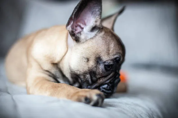 french bulldog and chihuahua mix puppies Training and Socialization