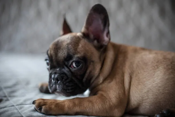 french bulldog and chihuahua mix puppies Insight on Small Dog Health Issues and Lifespan