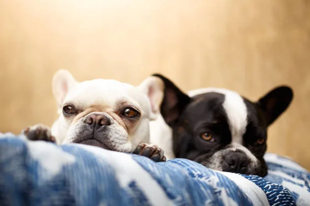 french bulldog and chihuahua mix puppies Final Thoughts on Choosing a French Bullhuahua