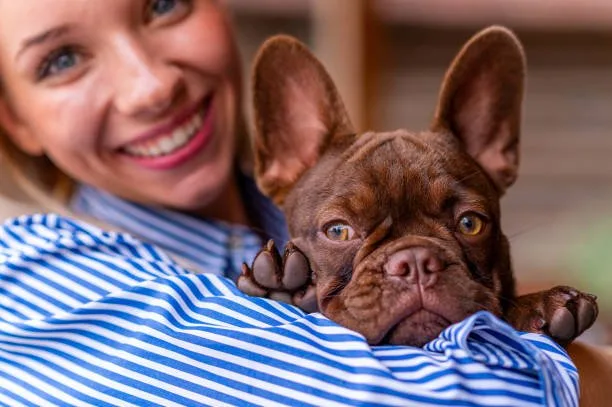  french bulldog and chihuahua mix Adoption Tips