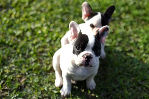  french bulldog and chihuahua mix Conclusion: Is the French Bulldog and Chihuahua Mix Right for You?