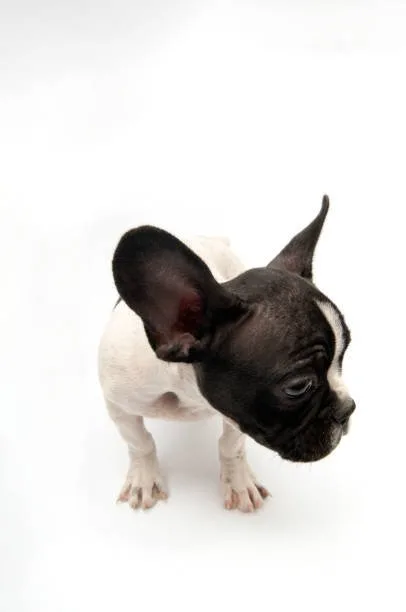  french bulldog chihuahua mix Health and Lifespan