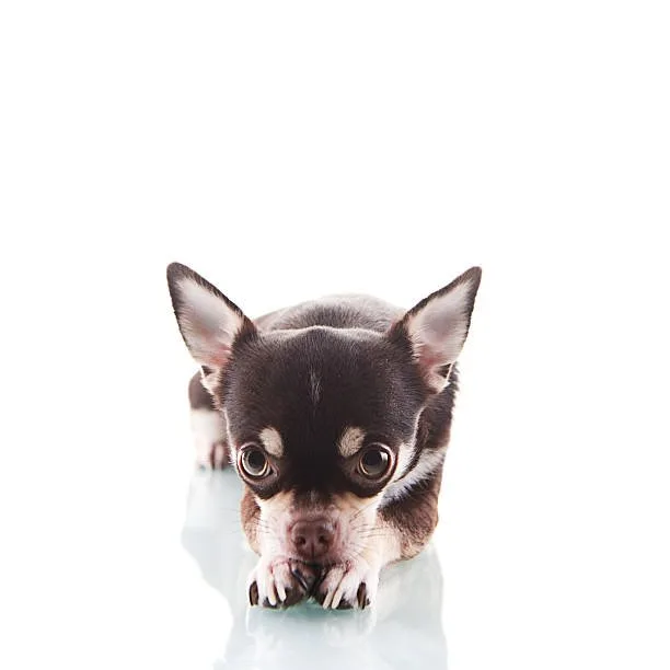  french bulldog chihuahua mix Training and Socialization