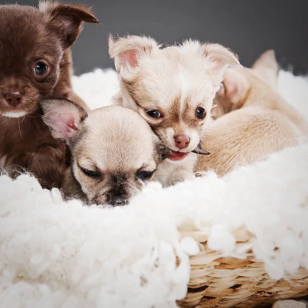 french bulldog chihuahua mix puppies Training and Socialization
